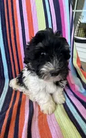 Mallory, a female Havapoo for sale in Siler City, NC – 3 of 5