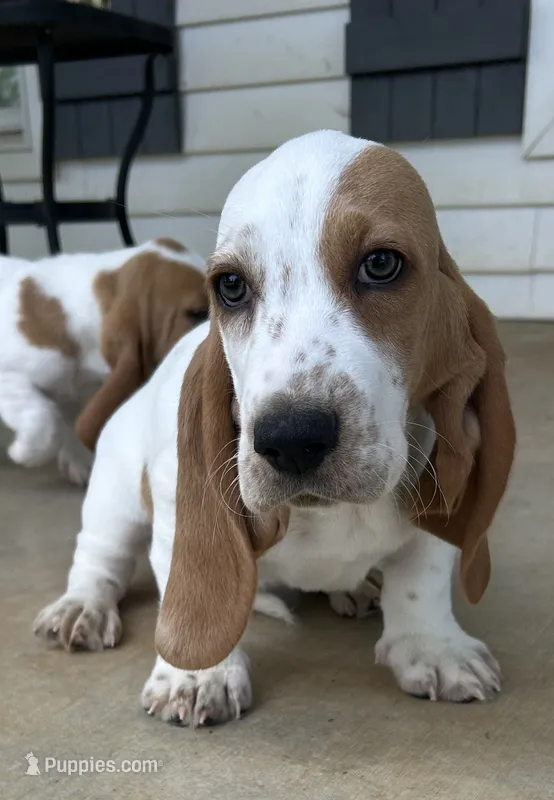 Todd – Basset Hound puppy for sale in Siler City, NC