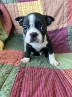 Wyatt, a male Boston Terrier for sale in Siler City, NC – 2 of 4