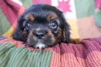 Henry, a male Cavalier King Charles Spaniel for sale in Siler City, NC – 4 of 5