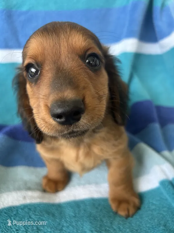 Oakley – Miniature Dachshund puppy for sale in Siler City, NC