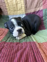 Wyatt, a male Boston Terrier for sale in Siler City, NC – 3 of 4