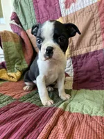 Spot, a male Boston Terrier for sale in Siler City, NC – 1 of 4