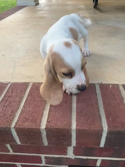 Theo, a male Basset Hound for sale in Siler City, NC – 7 of 7