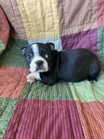 Wyatt, a male Boston Terrier for sale in Siler City, NC – 4 of 4
