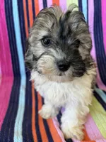 Sarah, a female Havapoo for sale in Siler City, NC – 5 of 5