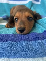 Oakley, a male Miniature Dachshund for sale in Siler City, NC – 2 of 4