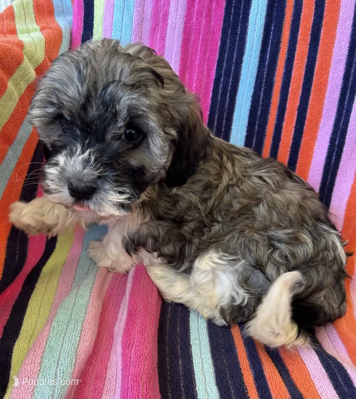 Hannah – Havapoo puppy for sale in Siler City, NC