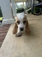 Theo, a male Basset Hound for sale in Siler City, NC – 3 of 7