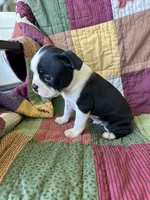 Spot, a male Boston Terrier for sale in Siler City, NC – 2 of 4