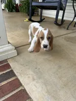 Arthur, a male Basset Hound for sale in Siler City, NC – 7 of 7