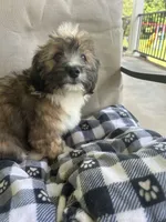 Onslow, a male Aussiedoodle and Poodle - Toy  for sale in Siler City, NC – 2 of 6