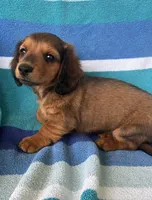 Oakley, a male Miniature Dachshund for sale in Siler City, NC – 3 of 4