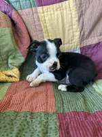 Spot, a male Boston Terrier for sale in Siler City, NC – 4 of 4