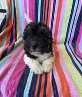 Jenna, a female Havapoo for sale in Siler City, NC – 2 of 5