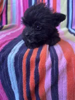 Gizmo, a male Yorkipoo for sale in Siler City, NC – 4 of 4