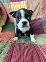 Wyatt, a male Boston Terrier for sale in Siler City, NC – 1 of 4