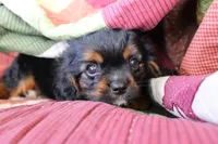 Henry, a male Cavalier King Charles Spaniel for sale in Siler City, NC – 5 of 5
