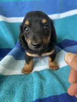 Kinley, a female Miniature Dachshund for sale in Siler City, NC – 4 of 4