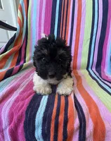 Jenna, a female Havapoo for sale in Siler City, NC – 4 of 5