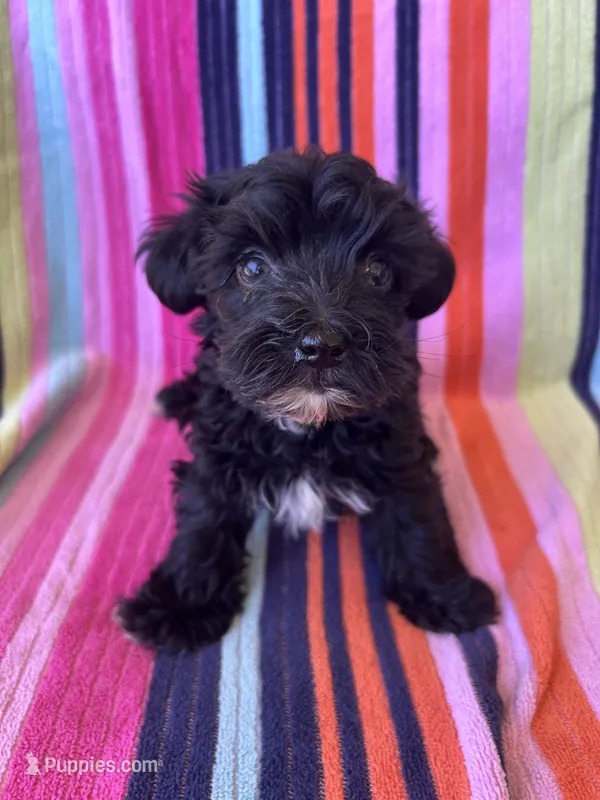 Rex – Yorkipoo puppy for sale in Siler City, NC
