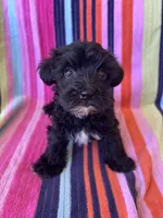 Rex, a male Yorkipoo for sale in Siler City, NC – 1 of 4