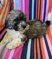 Hannah, a female Havapoo for sale in Siler City, NC – 5 of 5