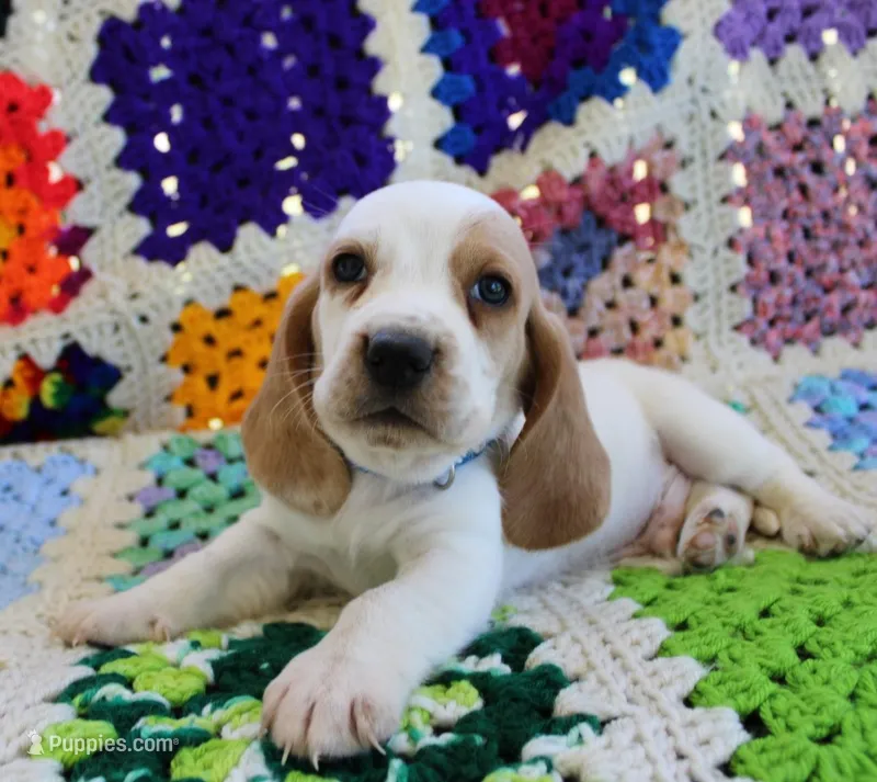 Todd – Basset Hound puppy for sale in Siler City, NC