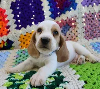 Todd, a male Basset Hound for sale in Siler City, NC – Photo 1 of 4