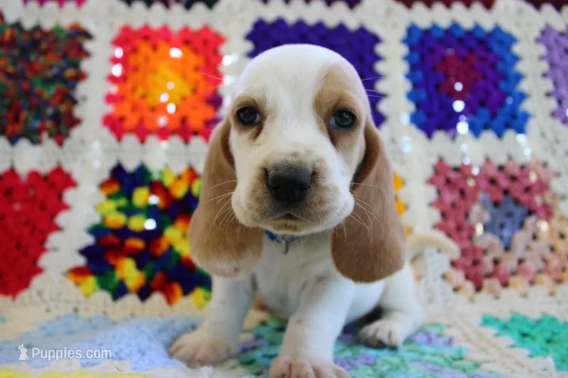 Todd – Basset Hound puppy for sale in Siler City, NC