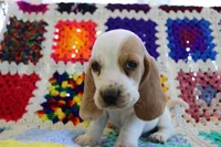 Todd, a male Basset Hound for sale in Siler City, NC – Photo 3 of 4