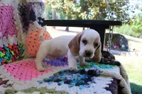 Todd, a male Basset Hound for sale in Siler City, NC – Photo 4 of 4