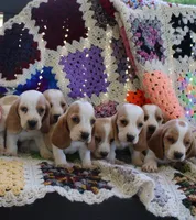 Lacy, a female Basset Hound for sale in Siler City, NC – 4 of 7