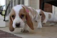 Stacy, a female Basset Hound for sale in Siler City, NC – Photo 3 of 5