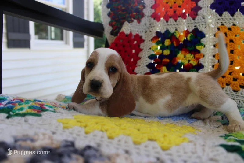 Stacy – Basset Hound puppy for sale in Siler City, NC