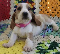 Stacy, a female Basset Hound for sale in Siler City, NC – Photo 2 of 5