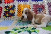 Stacy, a female Basset Hound for sale in Siler City, NC – Photo 4 of 5