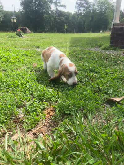 Buddy, a male Basset Hound for sale in Siler City, NC – 8 of 8