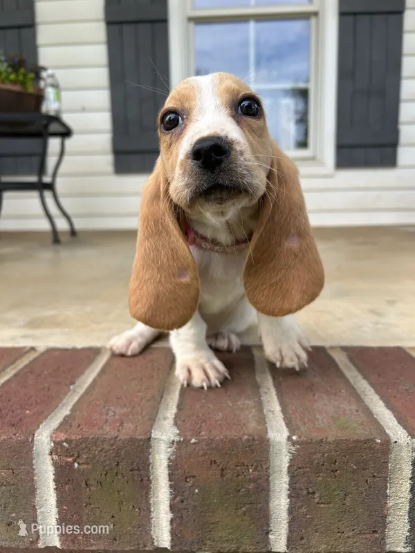 Lacy – Basset Hound puppy for sale in Siler City, NC