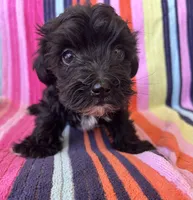 Rex, a male Yorkipoo for sale in Siler City, NC – 3 of 4