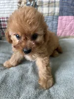 Cody, a male Cavapoo for sale in Siler City, NC – 3 of 5
