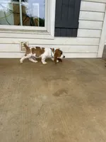 Buddy, a male Basset Hound for sale in Siler City, NC – 7 of 8