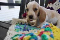 Macy, a female Basset Hound for sale in Siler City, NC – Photo 2 of 5