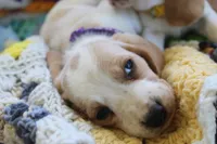 Macy, a female Basset Hound for sale in Siler City, NC – Photo 3 of 5