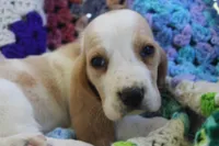 Macy, a female Basset Hound for sale in Siler City, NC – Photo 4 of 5