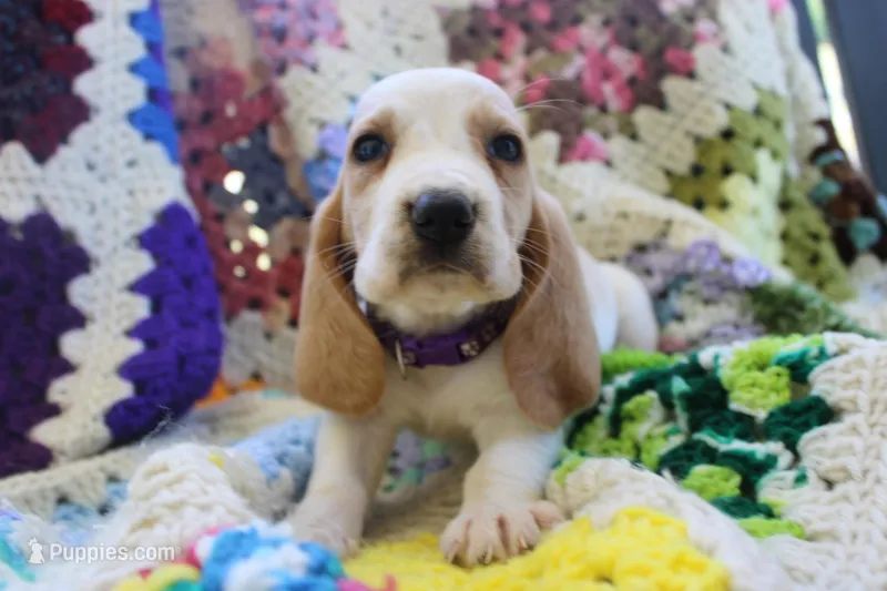 Macy – Basset Hound puppy for sale in Siler City, NC