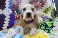 Macy, a female Basset Hound for sale in Siler City, NC – Photo 1 of 5