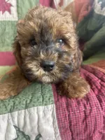 Rusty, a male Poodle - Toy  for sale in Siler City, NC – 5 of 6
