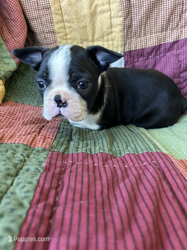 Nala – Boston Terrier puppy for sale in Siler City, NC