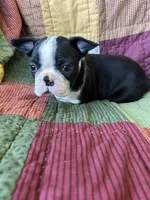 Nala, a female Boston Terrier for sale in Siler City, NC – 1 of 6